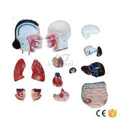 MÔ HÌNH CƠ THỂ NGƯỜI NỮ 42CM 15 BỘ PHẬN