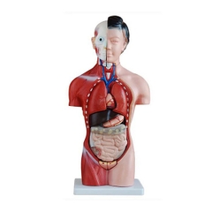 MÔ HÌNH CƠ THỂ NGƯỜI NỮ 42CM 15 BỘ PHẬN