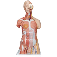 Mô Hình Cơ Vùng Bụng Bán Thân Nội Tạng Tháo Rời 31 Phần – 1000203 – 3B Scientific