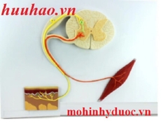 MÔ HÌNH CUNG PHẢN XẠ THẦN KINH