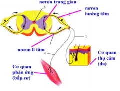 MÔ HÌNH CUNG PHẢN XẠ THẦN KINH