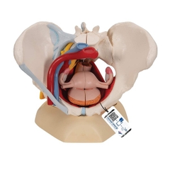 Mô Hình Đáy Chậu Nữ Với Buồng Trứng, Động Mạch 6 Phần – 1000288 – 3B Scientific