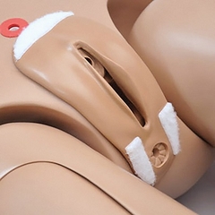 MÔ HÌNH ĐIỀU DƯỠNG CƠ BẢN, PHIÊN BẢN TIÊU CHUẨN ERLER ZIMMER - GERMANY