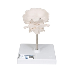 Mô Hình Đốt Sống Cổ 1 – 1000142 – 3B Scientific