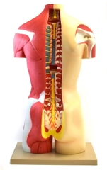 MÔ HÌNH GIẢI PHẪU CƠ THỂ NGƯỜI BÁN THÂN 70CM 19 PHẦN