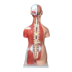 MÔ HÌNH GIẢI PHẪU BÁN THÂN KÈM NỘI TẠNG 85CM VỚI 30 BỘ PHẬN