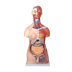 MÔ HÌNH GIẢI PHẪU BÁN THÂN KÈM NỘI TẠNG 85CM VỚI 30 BỘ PHẬN