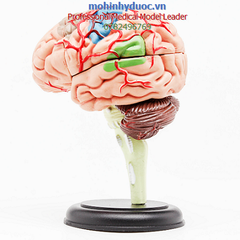 MÔ HÌNH GIẢI PHẪU BỘ NÃO CHI TIẾT KÍCH THƯỚC THẬT