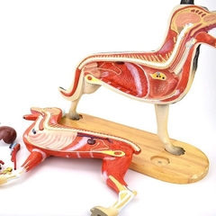 MÔ HÌNH GIẢI PHẪU CHÓ CAO CẤP