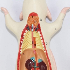 Mô hình giải phẫu chuột