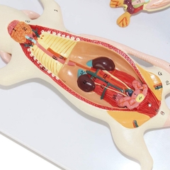Mô hình giải phẫu chuột