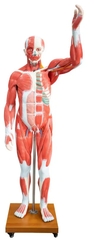 MÔ HÌNH GIẢI PHẪU CƠ BẮP NGƯỜI KÍCH THƯỚC THẬT (29 PHẦN) 175CM