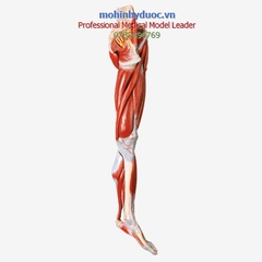 MÔ HÌNH GIẢI PHẪU CƠ CHÂN VÀ DÂY THẦN KINH (CƠ CHI DƯỚI) GD/A11308