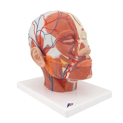 MÔ HÌNH GIẢI PHẪU CƠ ĐẦU VỚI CÁC MẠCH MÁU 3B SCIENTIFIC