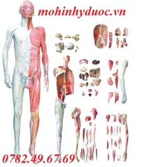 MÔ HÌNH GIẢI PHẪU CƠ THỂ NGƯỜI 170CM         