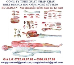 MÔ HÌNH GIẢI PHẪU CƠ THỂ NGƯỜI 170CM         