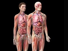 MÔ HÌNH GIẢI PHẪU NAM VÀ NỮ 3D