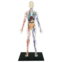 MÔ HÌNH GIẢI PHẪU CƠ THỂ NGƯỜI 4D TRONG SUỐT