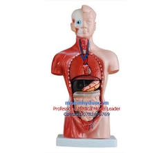 MÔ HÌNH GIẢI PHẪU CƠ THỂ NGƯỜI CÁC LOẠI