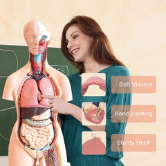 MÔ HÌNH GIẢI PHẪU  CƠ THỂ NGƯỜI KÈM NỘI TẠNG 85CM 33 BỘ PHẬN CÓ THỂ THÁO RỜI