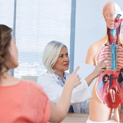 MÔ HÌNH GIẢI PHẪU  CƠ THỂ NGƯỜI KÈM NỘI TẠNG 85CM 33 BỘ PHẬN CÓ THỂ THÁO RỜI