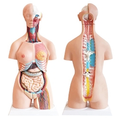 MÔ HÌNH GIẢI PHẪU  CƠ THỂ NGƯỜI KÈM NỘI TẠNG 85CM 33 BỘ PHẬN CÓ THỂ THÁO RỜI