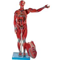 MÔ HÌNH GIẢI PHẪU CƠ THỂ NGƯỜI TOÀN THÂN CÓ CƠ QUAN NỘI TẠNG 170CM GD/A11301/2