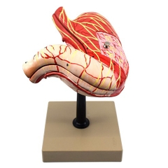 MÔ HÌNH GIẢI PHẪU DẠ DÀY 2 PHẦN 3D
