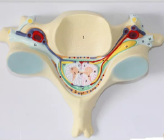 Mô hình giải phẫu cấu tạo đốt xương sống - cắt ngang