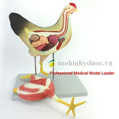 Mô Hình Giải Phẫu Gà