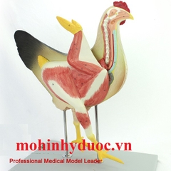 Mô Hình Giải Phẫu Gà