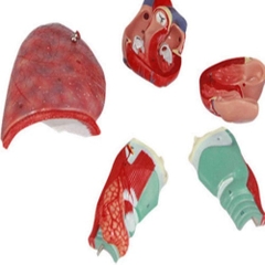 MÔ HÌNH GIẢI PHẪU HỆ HÔ HẤP - MÔ HÌNH GIẢI PHẪU PHỔI 7 PHẦN (36 x 21 x 11 cm)
