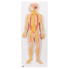 MÔ HÌNH GIẢI PHẪU HỆ THẦN KINH