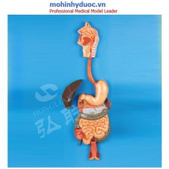 Mô hình giải phẫu hệ tiêu hóa ở người GD/A12001