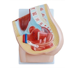 MÔ HÌNH GIẢI PHẪU KHUNG CHẬU NỮ KÍCH THƯỚC THẬT 2 PHẦN