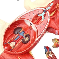 Mô hình giải phẫu lợn
