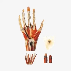 MÔ HÌNH GIẢI PHẪU LÒNG BÀN TAY (GỒM XƯƠNG, CƠ BẮP, GÂN, DÂY CHẰNG, DÂY THẦN KINH VÀ ĐỘNG MẠCH)
