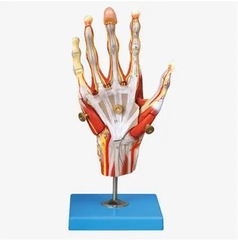 MÔ HÌNH GIẢI PHẪU LÒNG BÀN TAY (GỒM XƯƠNG, CƠ BẮP, GÂN, DÂY CHẰNG, DÂY THẦN KINH VÀ ĐỘNG MẠCH)