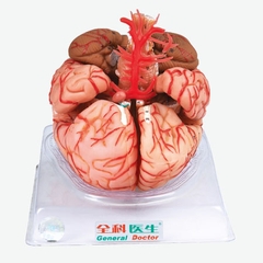 MÔ HÌNH GIẢI PHẪU NÃO CÓ ĐỘNG MẠCH MODEL: GD/A18220