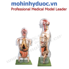 Mô hình giải phẫu nội tạng người GD/A10004