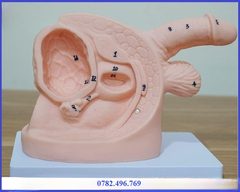MÔ HÌNH GIẢI PHẪU SINH DỤC KÈM ĐẶT THÔNG TIỂU NAM