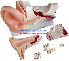 MÔ HÌNH GIẢI PHẪU TAI PHÓNG ĐẠI GẤP 5 LẦN