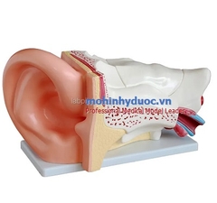 MÔ HÌNH GIẢI PHẪU TAI PHÓNG ĐẠI GẤP 5 LẦN