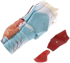 MÔ HÌNH GIẢI PHẪU THANH QUẢN CON NGƯỜI