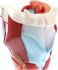 MÔ HÌNH GIẢI PHẪU THANH QUẢN CON NGƯỜI