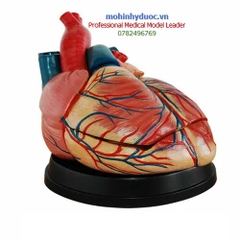 MÔ HÌNH GIẢI PHẪU TIM NGƯỜI PHÓNG ĐẠI 4 LẦN