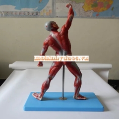 MÔ HÌNH GIẢI PHẪU CƠ NÔNG CỦA CƠ THỂ NGƯỜI