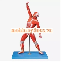 MÔ HÌNH GIẢI PHẪU CƠ NÔNG CỦA CƠ THỂ NGƯỜI