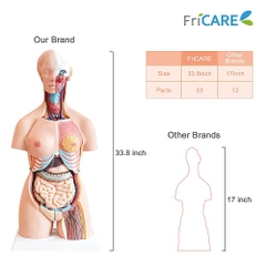 MÔ HÌNH GIẢI PHẪU  CƠ THỂ NGƯỜI KÈM NỘI TẠNG 85CM 33 BỘ PHẬN CÓ THỂ THÁO RỜI