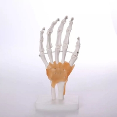 Mô hình giải phẫu xương bàn tay có dây chằng, kích thước thật tỷ lệ 1:1
